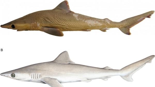 Ученые нашли в музеях новый вид акул. И он уже вымер