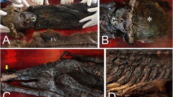 В российской Арктике нашли первые средневековые мумии